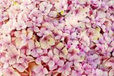 vita blommor