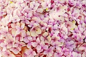 vita blommor